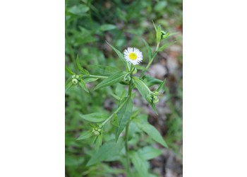 Gewöhnliches Feinstrahl-Berufskraut (Erigeron annuus) - © Philipp Sengl